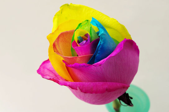 七色花」の写真素材 | 1,234件の無料イラスト画像 | Adobe Stock