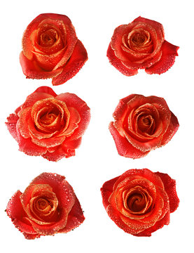 isolated image of beautiful rose flowers close up