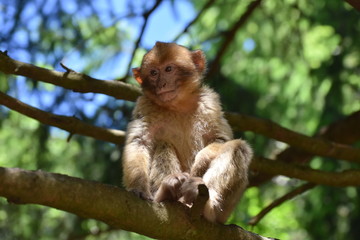 little macaque in the forest