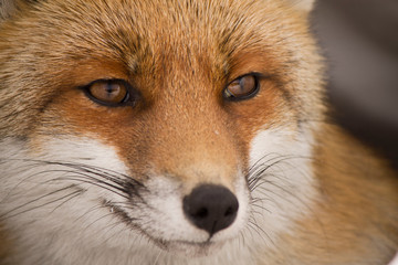 Ritratto di volpe nella neve