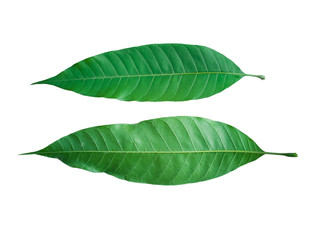 The leaves of the mango tree front and back on a white background