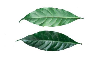 Front and back of leaves on a white background