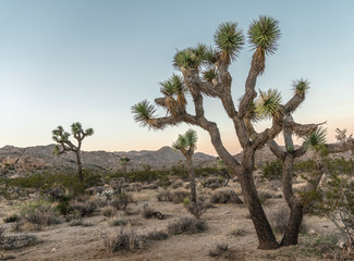 Fototapeta premium Joshua Trees at Dusk