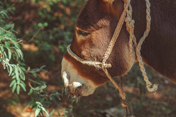 donkey in the forest
