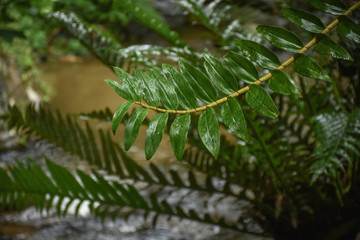 Fototapeta premium Deep rain forest green orchid branch and leaves reach for sunlight over the creek.
