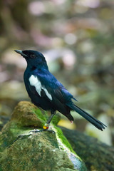 An endangered Seychelles magpie-robin (Copsychus sechellarum) on the forest floor on Cousin, Seychelles.