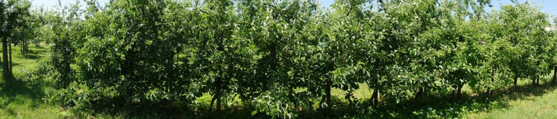 Apple trees in a row, in an apple-tree plantation. Panoramic picture taken in the sunshine. The fruits are not ripe yet