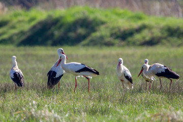 A group of White Storks (Ciconia ciconia) on a meadow in the nature reserve Moenchbruch near Frankfurt, Germany.