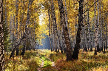 Autumn in the Ural forest
