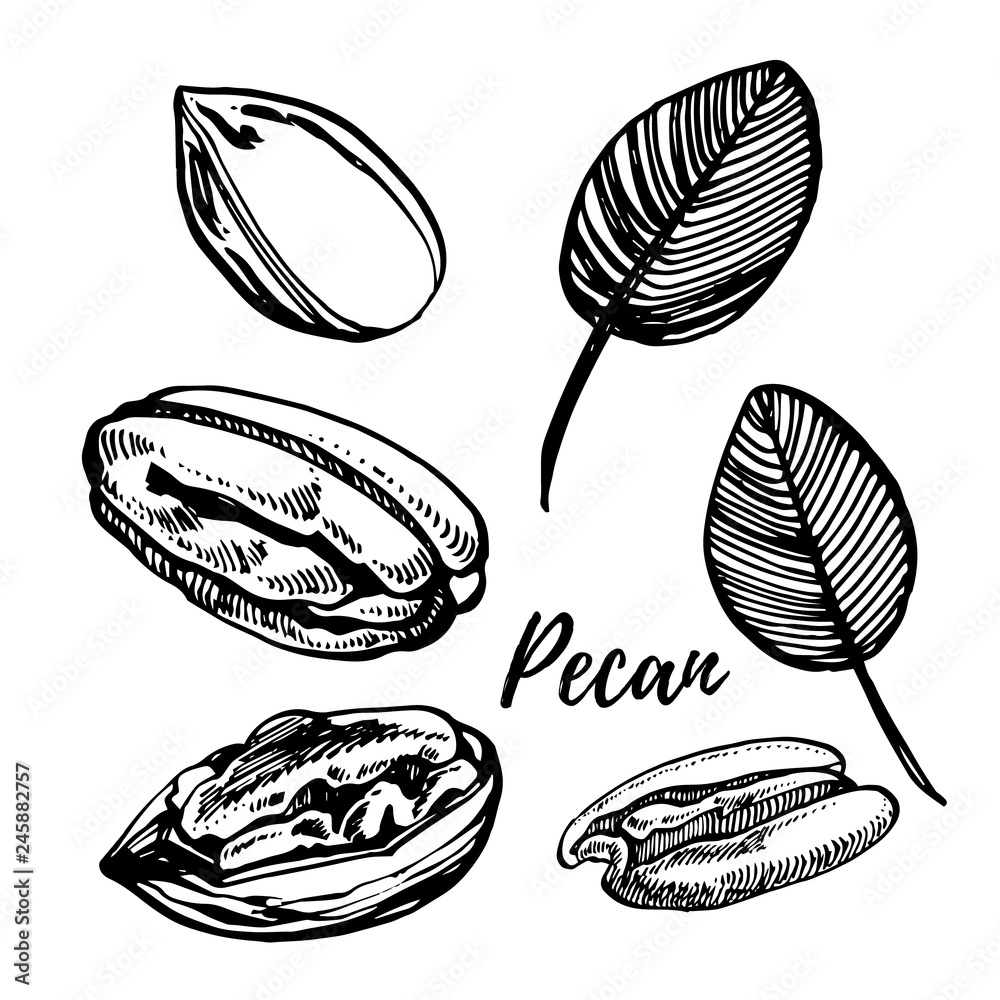 Wall mural Pecan nuts and leaves vector hand drawn illustration. Ink sketch of nuts. Hand drawn vector illustration. Isolated on white background. - Wall murals