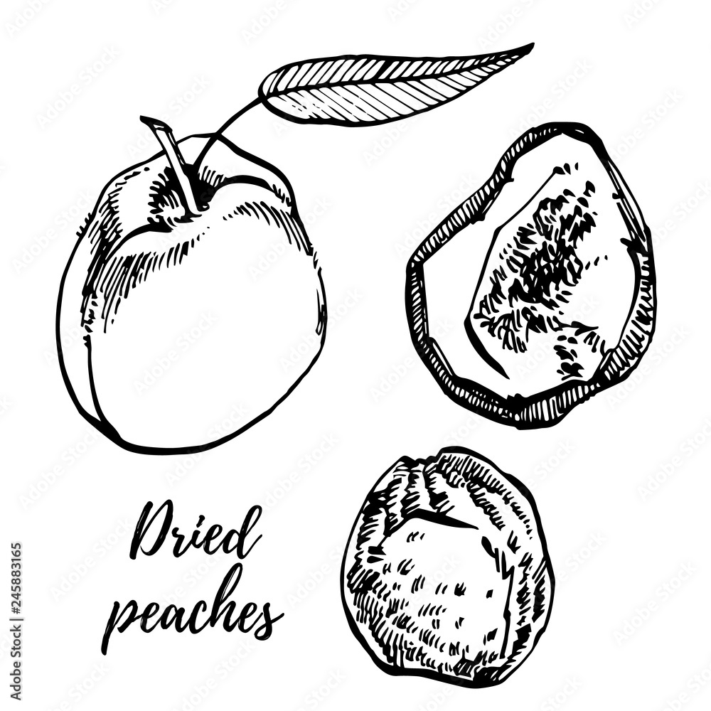 Canvas Prints Dried peaches vector hand drawn illustration. Ink sketch of nuts. Hand drawn vector illustration. Isolated on white background. - Canvas Prints