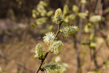 Branch of willow with male catkins outdoors close-up