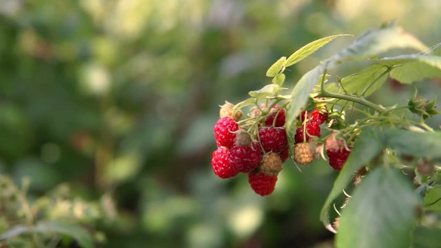 Raspberry on branch in garden. Large juicy ripe raspberries on branches, sunny summer day. Close up view of a ripe red raspberry fruit.