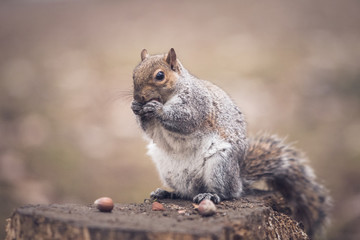 a grey squirrel in a park