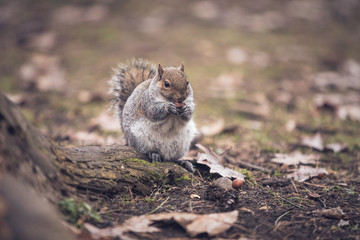 a grey squirrel in a park