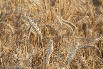 Field of ripening grain, barley, rye or wheat in summer, solid background. Agriculture.Ukraine. Copy space