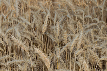 Fototapeta premium Field of ripening grain, barley, rye or wheat in summer, solid background. Agriculture.Ukraine. Copy space
