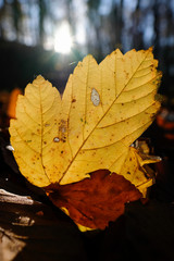 Blatt in herbstlichen Farben - mit Sonnenstrahlen im Gegenlicht