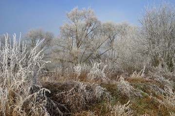Bäume und Büsche mit Reif überzogen
