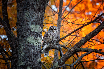 Fall Owl