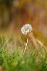 Löwenzahn - Pusteblume mit herbstlichen Farben in einer Makroaufnahme