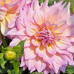 Fototapeta premium Rosa Dahlien ,Nahaufnahme einer Blüte