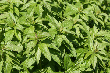 stinging nettle