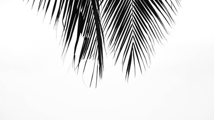Obraz premium closeup palm leaves - monochrome