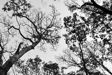 beautiful tree branch - monochrome