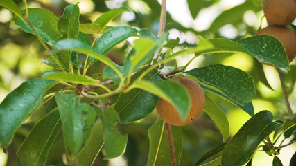 tropical fruit sapodilla on tree branch. Tropical plant sapodilla with brown fruits and green leaves