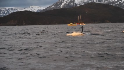 orcas and humpback whales hunting for herrings in the fjords of Norway in winter