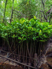 a little Mangrove