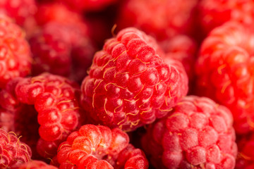 Raspberry fruit background, red berry