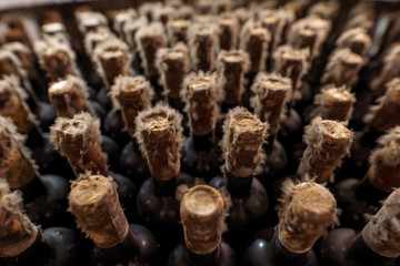 Vintage wine bottles covered in dust, mold and cobwebs in an underground winery in france
