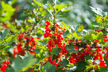 Red Currant hanging on a bush in the garden