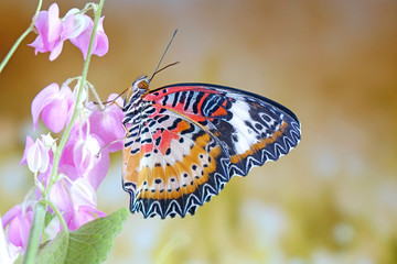 Butterfly : Leopard lacewing butterfly (Cethosia cyane)(Male) on pink Mexican creeper flowers. Selective focus, blurred background, copy space © Cheattha