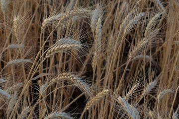 Field of ripening grain, barley, rye or wheat in summer, solid background. Agriculture.Ukraine. Copy space