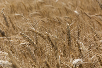Field of ripening grain, barley, rye or wheat in summer, solid background. Agriculture.Ukraine. Copy space