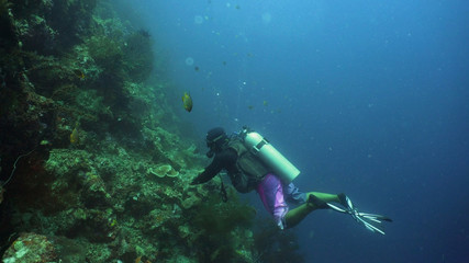 Naklejka na ściany i meble Scuba diver explores underwater coral reef and watching fish.Scuba diver underwater in tropical sea.Tropical fish on coral reef. Diving and snorkeling in tropical sea.