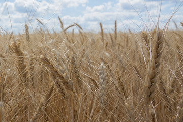Fototapeta premium Ears of wheat or rye against the sky. Place for text. Agriculture. Ukraine