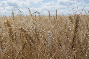 Fototapeta na wymiar Ears of wheat or rye against the sky. Place for text. Agriculture. Ukraine