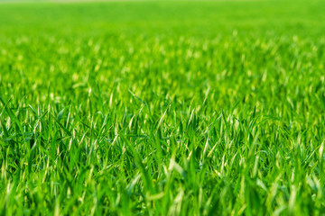Fresh spring grass on the field - background