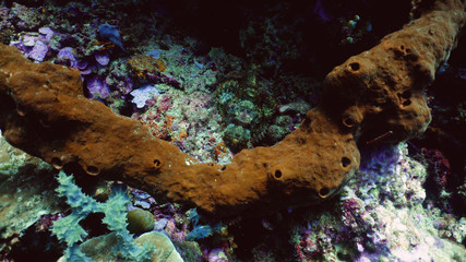 Fototapeta premium Stonefish lying on bottom. Scorpion fish Synanceia verrucosa Dive, underwater world, corals and tropical fish. Diving and snorkeling in the tropical sea.