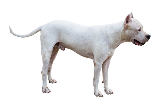Dogo Argentino dog standing in profile isolated