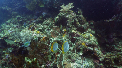 tropical fish and coral reef underwater world diving and snorkeling on coral reef. Hard and soft corals underwater landscape