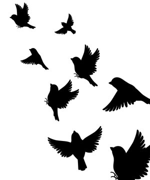 Abstract illustration of many sparrow bird flying up. Black silhouette. Bird fly to the top. Vector illustration on white background