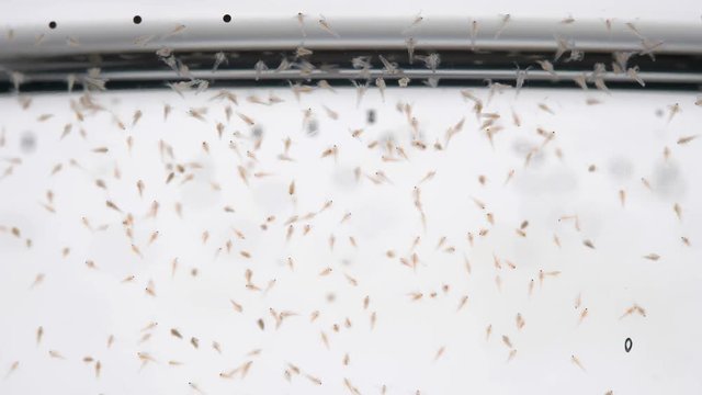 movement of the colony nauplios Artemia salina in the water