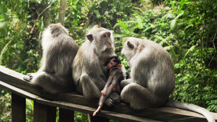 monkey mother breastfeeds baby. Monkey macaque in the rain forest. Monkeys in the natural environment. Bali, Indonesia. Long tailed macaques, Macaca fascicularis