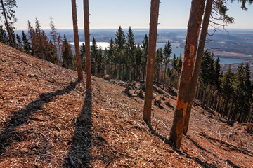 Some firs, residue of an ecological disaster