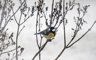 bird, nature, branch, wildlife, titmouse, tree, animal, winter, yellow, blue, great tit, small, wild, forest, parus, snow, garden, passerine, beak, feather, songbird, white, twig, sit